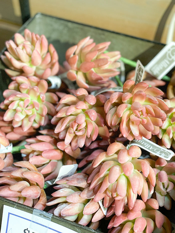 Silk coral real touch senecio succulent pick 6.5 inch for transitional everyday home decor from Magnolias Home Decor