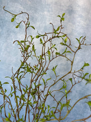 Fiona Willow Spray