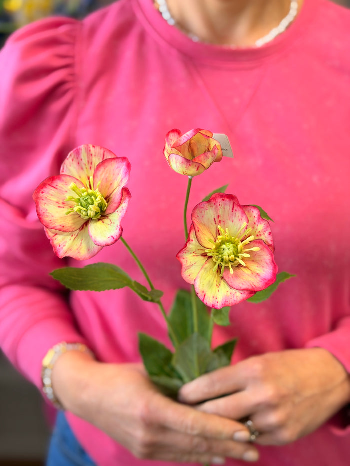 Hellebore Spray