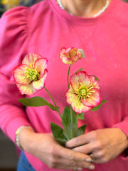 Hellebore Spray