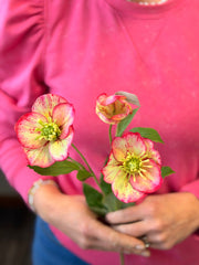 Hellebore Spray