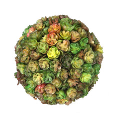 Deep Green Chick Succulent Orb