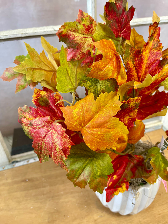 Flame Maple Bush