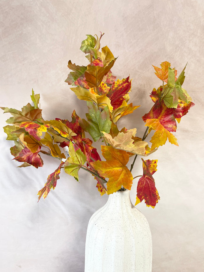Flame Maple Bush