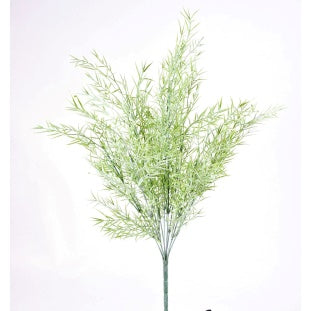 Springeri Bush